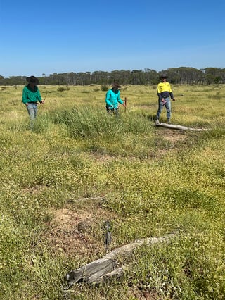 Botanal Team walking paddock at Peronne Nov 2021